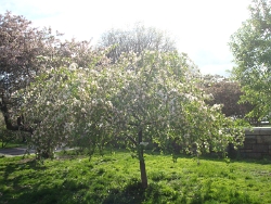 2011 Spring Scenery Walk - Riverside Park 15